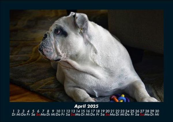 Produktbild: Hunde 2025 Fotokalender DIN A5