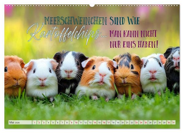 Produktbild: Meerschweinchen LUSTIG DURCHS JAHR (hochwertiger Premium Wandkalender 2026 DIN A2 quer), Kunstdruck in Hochglanz