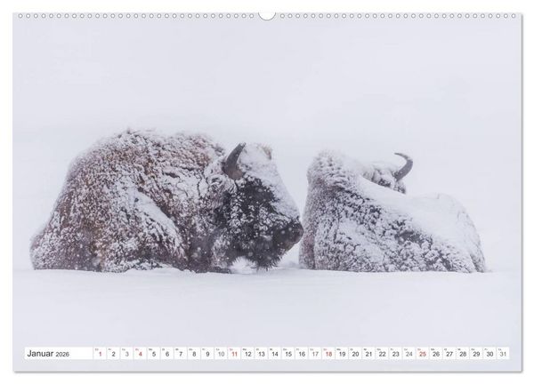 Produktbild: Emotionale Momente: Der Wisent. (hochwertiger Premium Wandkalender 2026 DIN A2 quer), Kunstdruck in Hochglanz