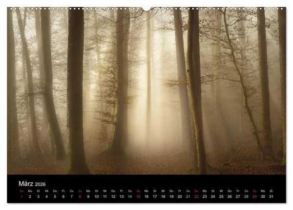 Produktbild: Mysterium Wald (Wandkalender 2026 DIN A2 quer), CALVENDO Monatskalender