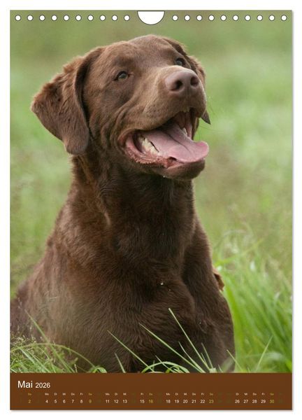 Produktbild: Chesapeake Bay Retriever 2026 (Wandkalender 2026 DIN A4 hoch), CALVENDO Monatskalender