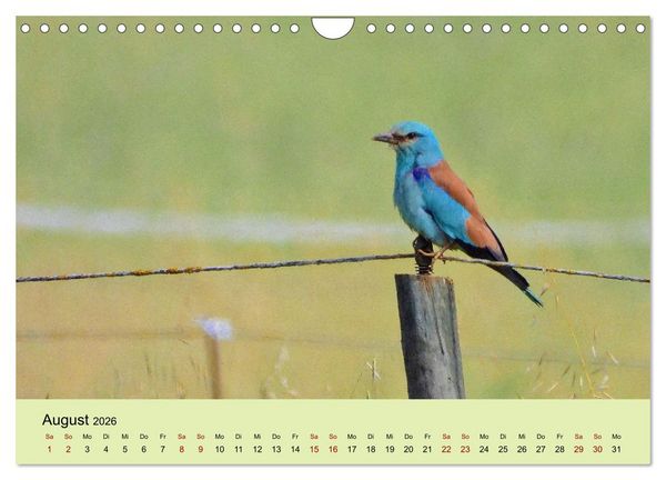 Produktbild: Flamingo und Co - Faszinierende Vogelwelt S&uuml;dfrankreichs (Wandkalender 2026 DIN A4 quer), CALVENDO Monatskalender