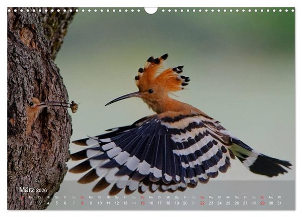Produktbild: Wiedehopf (Wandkalender 2026 DIN A3 quer), CALVENDO Monatskalender