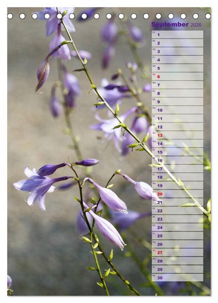 Produktbild: Hostas Herzblattlilien Funkien (Tischkalender 2026 DIN A5 hoch), CALVENDO Monatskalender
