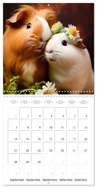 Produktbild: Sweet GUINEA PIGS (Wall Calendar 2026 12 &times; 12 Inch) CALVENDO 12 Month Wall Calendar