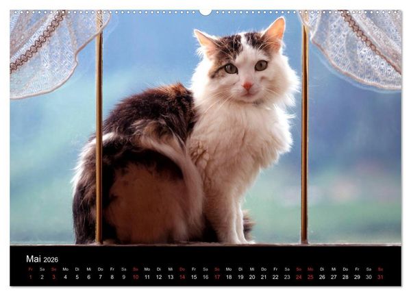 Produktbild: Katzen (hochwertiger Premium Wandkalender 2026 DIN A2 quer), Kunstdruck in Hochglanz