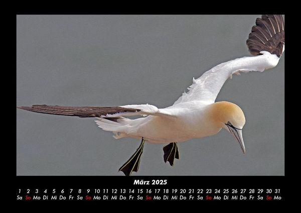 Produktbild: Welt der V&ouml;gel 2025 Fotokalender DIN A3