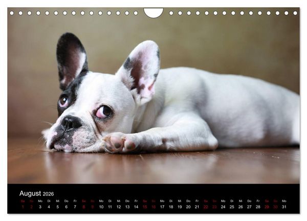 Produktbild: Charme auf vier Pfoten - Franz&ouml;sische Bulldoggen Portraits (Wandkalender 2026 DIN A4 quer), CALVENDO Monatskalender