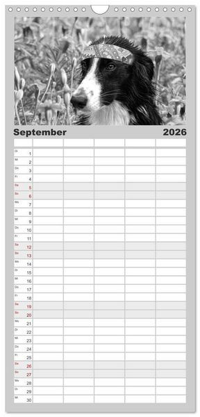 Produktbild: Familienplaner 2026 - H&uuml;tehunde mit 5 Spalten (Wandkalender, 21 x 45 cm) CALVENDO