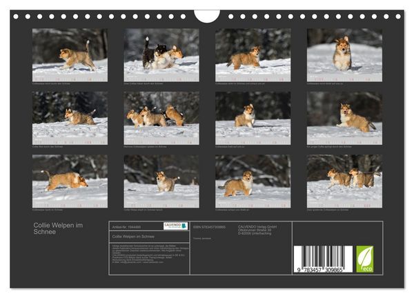 Produktbild: Collie Welpen im Schnee (Wandkalender 2026 DIN A4 quer), CALVENDO Monatskalender