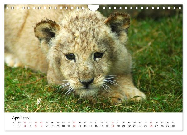 Produktbild: L&ouml;wen Impressionen (Wandkalender 2026 DIN A4 quer), CALVENDO Monatskalender