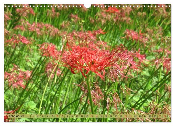 Produktbild: Die Natur Japans (Wandkalender 2027 DIN A3 quer), CALVENDO Monatskalender