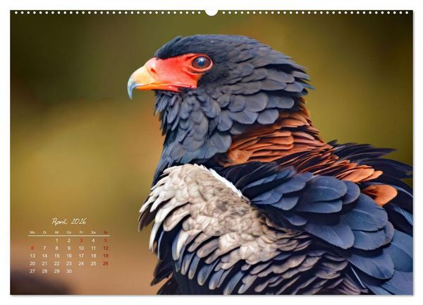 Produktbild: Afrikas vielf&auml;ltige Vogelwelt (Wandkalender 2026 DIN A2 quer), CALVENDO Monatskalender