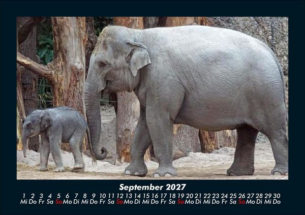 Produktbild: Tiere in der Wildnis 2027 Fotokalender DIN A5