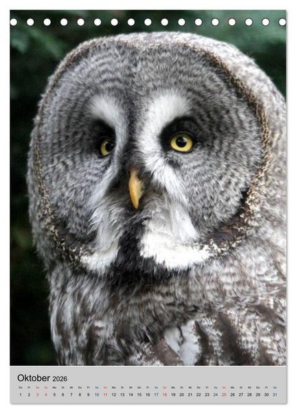 Produktbild: Raubv&ouml;gel - Die J&auml;ger der L&uuml;fte (Tischkalender 2026 DIN A5 hoch), CALVENDO Monatskalender