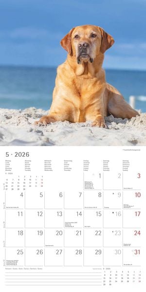 Produktbild: Labrador Retriever 2026 - Broschürenkalender 30x30 cm (30x60 geöffnet) - Kalende