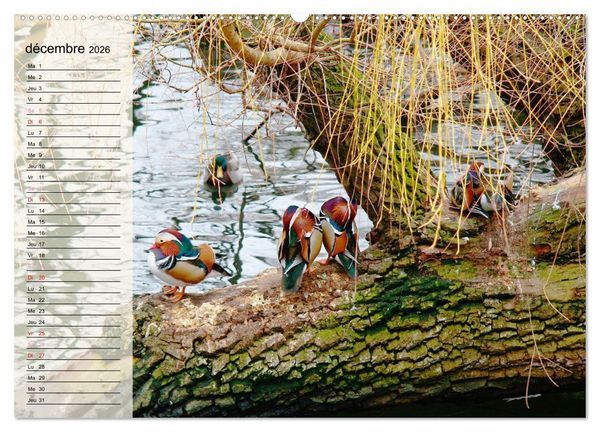 Produktbild: La vie paisible des canards (Calendrier mural 2026 DIN A2 vertical), CALVENDO calendrier mensuel