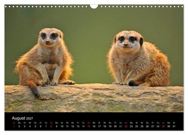Produktbild: Erdm&auml;nnchen - Tierkinder (Wandkalender 2027 DIN A3 quer), CALVENDO Monatskalender