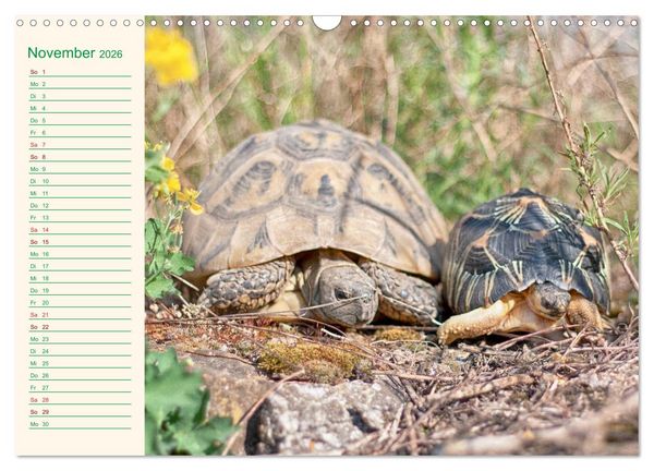 Produktbild: Meine Schildkr&ouml;ten - Geburtstagskalender (Wandkalender 2026 DIN A3 quer), CALVENDO Monatskalender