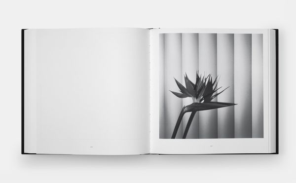 Produktbild: Mapplethorpe Flora: The Complete Flowers (2024)