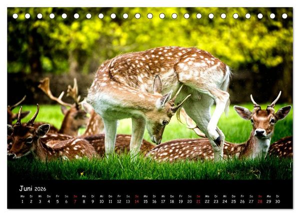 Produktbild: Rehe und Hirsche in freier Natur (Tischkalender 2026 DIN A5 quer), CALVENDO Monatskalender