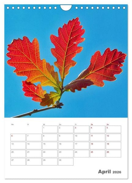Produktbild: Planen mit dem Symbol der inneren St&auml;rke (Wandkalender 2026 DIN A4 hoch), CALVENDO Monatskalender