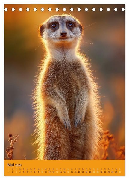 Produktbild: Die Erdm&auml;nnchen Familie - Kalender der niedlichen Tiere (Tischkalender 2026 DIN A5 hoch), CALVENDO Monatskalender