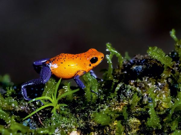 Produktbild: Erdbeerfrosch (Dendrobates pumilio) (Puzzle)