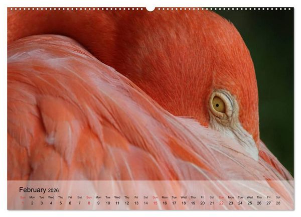 Produktbild: Flamingos Think pink (High Quality Premium Wall Calendar 2026 DIN A2 landscape),CALVENDO 12 Month Wall Calendar