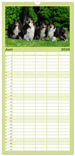 Produktbild: Familienplaner 2026 - Sheltie 2026 mit 5 Spalten (Wandkalender, 21 x 45 cm) CALVENDO
