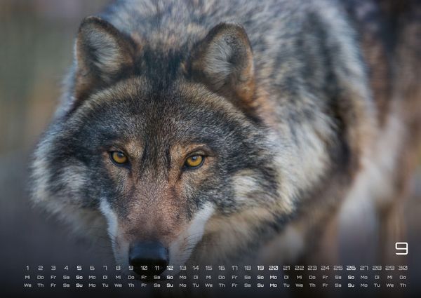 Produktbild: Wolf &ndash; Im Schatten des Waldes - 2027 - Kalender DIN A2