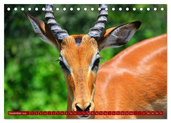 Produktbild: Botswana- Pirschfahrt mit Garantie auf Wildlife (Tischkalender 2026 DIN A5 quer), CALVENDO Monatskalender