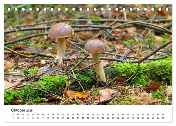 Produktbild: Heimische Pilze (Tischkalender 2026 DIN A5 quer), CALVENDO Monatskalender