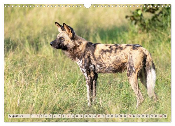 Produktbild: Wildes Okavangodelta (Wandkalender 2026 DIN A3 quer), CALVENDO Monatskalender