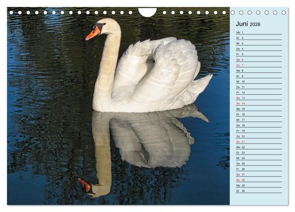 Produktbild: Schwanenzauber (Wandkalender 2026 DIN A4 quer), CALVENDO Monatskalender