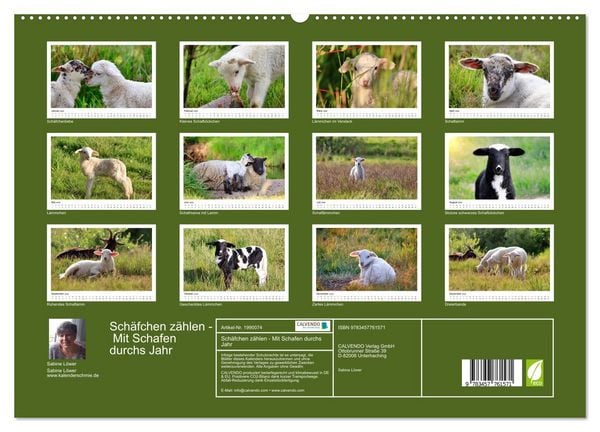 Produktbild: Sch&auml;fchen z&auml;hlen - Mit Schafen durchs Jahr (hochwertiger Premium Wandkalender 2026 DIN A2 quer), Kunstdruck in Hochglanz