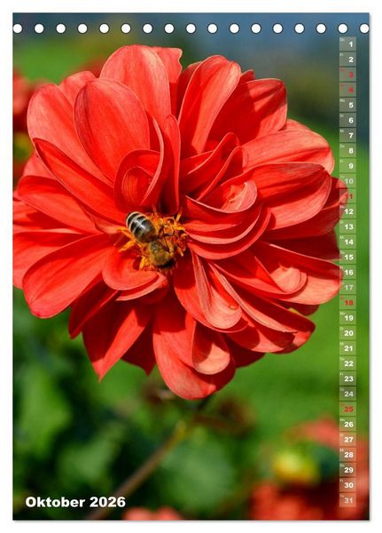 Produktbild: Dahlien - Bl&uuml;tentr&auml;ume (Tischkalender 2026 DIN A5 hoch), CALVENDO Monatskalender