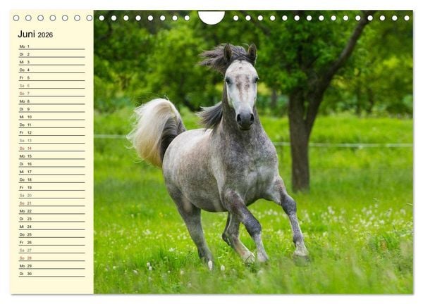 Produktbild: Traumpferd Lipizzaner (Wandkalender 2026 DIN A4 quer), CALVENDO Monatskalender