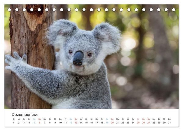 Produktbild: Australiens wunderbare Tiere (Tischkalender 2026 DIN A5 quer), CALVENDO Monatskalender