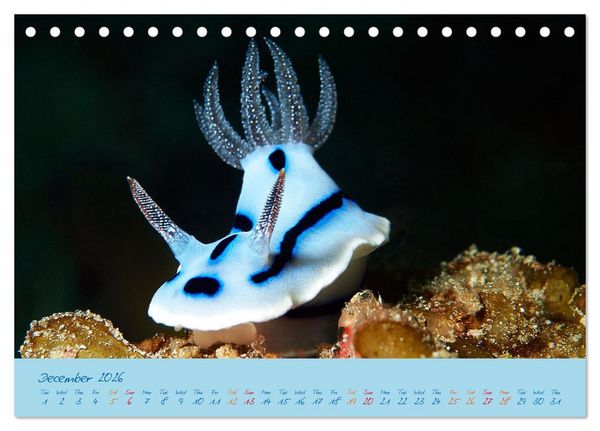 Produktbild: Sea Slugs - Little Wonders - Pure Beauties (Desk Calendar 2026 DIN A5 landscape), CALVENDO 12 Month DeskCalendar