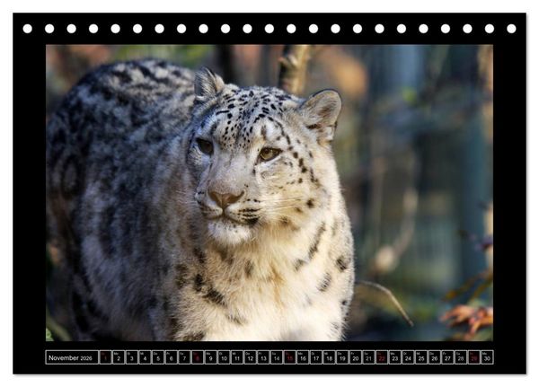 Produktbild: Wildtiere (Tischkalender 2026 DIN A5 quer), CALVENDO Monatskalender