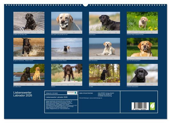Produktbild: Liebenswerter Labrador 2026 (Wandkalender 2026 DIN A2 quer), CALVENDO Monatskalender