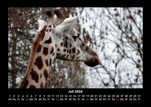 Produktbild: Giraffen 2026 Fotokalender DIN A3