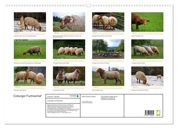 Produktbild: Coburger Fuchsschaf (Wandkalender 2026 DIN A2 quer), CALVENDO Monatskalender
