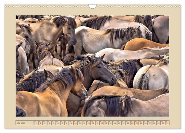 Produktbild: D&uuml;lmener Wildpferde im M&uuml;nsterland (Wandkalender 2026 DIN A3 quer), CALVENDO Monatskalender