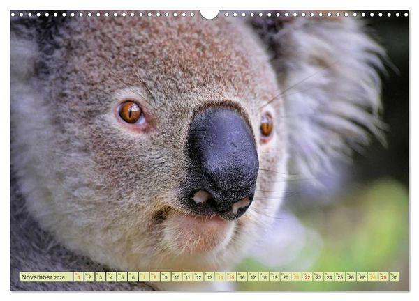 Produktbild: Koala - kleiner Teddy (Wandkalender 2026 DIN A3 quer), CALVENDO Monatskalender