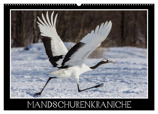 Produktbild: Mandschurenkraniche (Wandkalender 2026 DIN A2 quer), CALVENDO Monatskalender