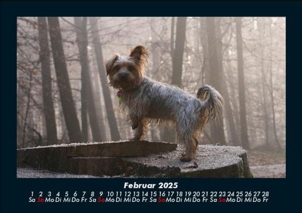 Produktbild: Der Hundekalender 2025 Fotokalender DIN A5