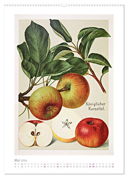 Produktbild: &Auml;pfel/Appels. Alte ostfriesische Sorten (hochwertiger Premium Wandkalender 2026 DIN A2 hoch), Kunstdruck in Hochglanz