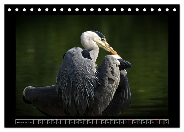 Produktbild: The heron parade (Desk Calendar 2026 DIN A5 landscape), CALVENDO 12 Month DeskCalendar